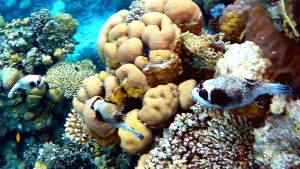 Масковый аротрон стая