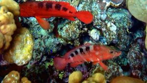 Полосатый групер