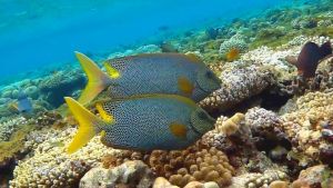 Сиган звездчатый