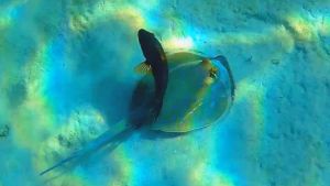 Хейлин красногрудый и Синепятнистый скат хвостокол