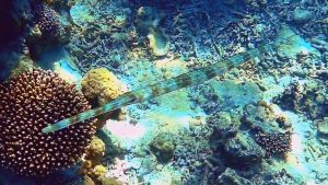 Голубопятнистая Рыба-флейта меняет раскраску