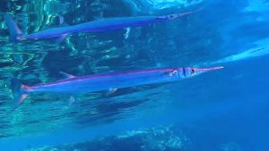 Красноморский тилозур