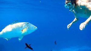 Желтогубый император и компания