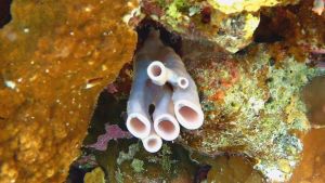 Морская губка-сифон