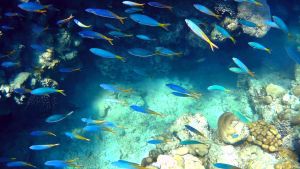 Красноморский цезий