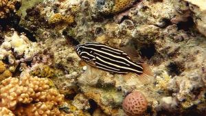 Золотистополосый окунь