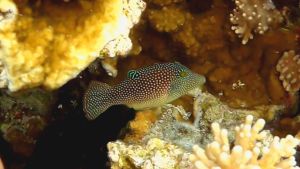 Жемчужный иглобрюх