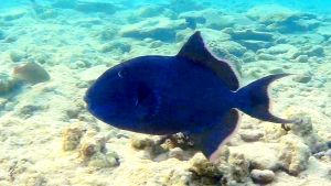 Голубой спинорог