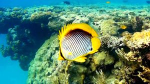 Черноспинная  рыба-бабочка