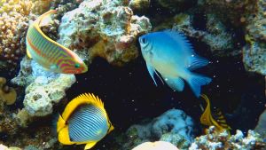 Индийская рыба-ласточка и другие