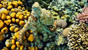 Обыкновенный осьминог меняет раскраску