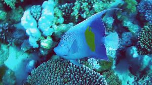 Желтополосая рыба-ангел