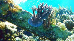 Сетчатый огненный коралл и Акропора коралл на бетоне