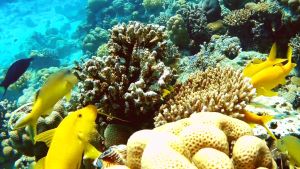 Золотистая зубатая барабуля