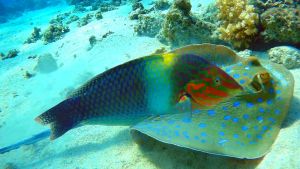 Шахматный губан и Синепятнистый скат хвостокол