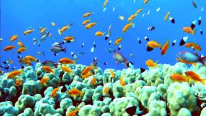 Оранжевый сказочный окунь самцы и самки