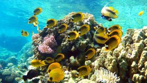 Диагональная рыба-бабочка и другие