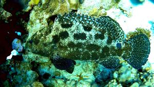 Коричнево-мраморный морской окунь,Tигровый групер