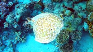 Леопардовый электрический скат