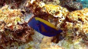 Аравийский кузовок