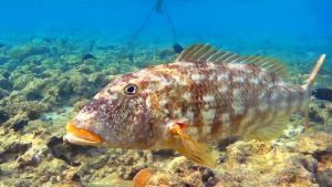 Желтогубый император меняет раскраску