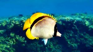 Линейная рыба-бабочка и другие