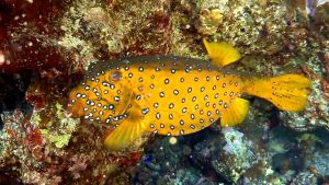 Желтый кузовк