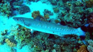 Большая барракуда