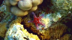 Морская звезда Фромия гардакана