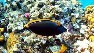 Элегантный носорог