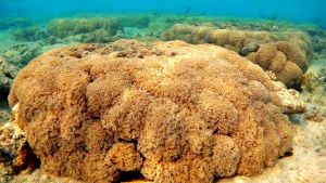 Коралл Гониопора крупная