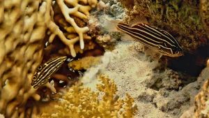 Золотистополосый окунь и Темный тамарин молодь