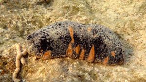 Голотурия благородная