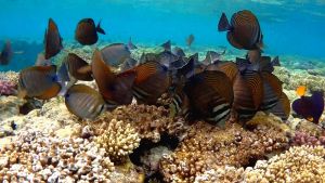 Парусная зебрасома Дежардена стая