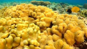 Кожаный лопастной коралл