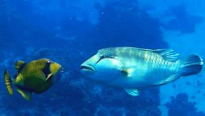 Титановый спинорог vs Наполеон, Не повторять