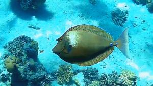 Синешипая рыба-носорог