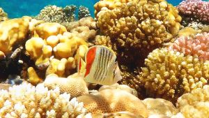 Эритрейская рыба-бабочка и другие