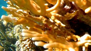 Елочный червь на Сетчатом огненном коралле