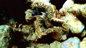 Тридакна чешуйчатая, морской моллюск