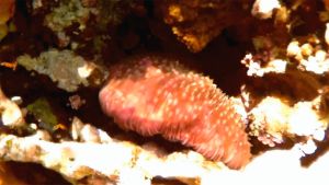 Фунгия грибовидный коралл