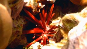 Красный грифельный еж