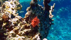 Икра Испанского танцора (моллюска)