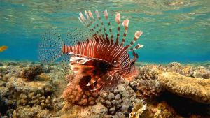 Индийская крылатка, похожая на красную