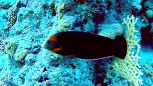 Африканский губан в поисках пищи