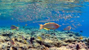 Охота за Твердоголовым атериноморусом