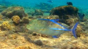 Синеперый каранкс