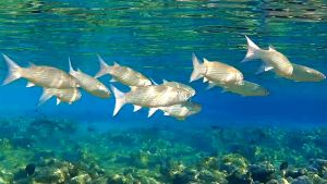 Бахромчатогубая кефаль