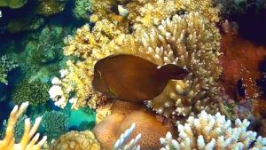 Сотовый спинорог