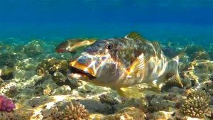 Завтрак Желтогубого императора